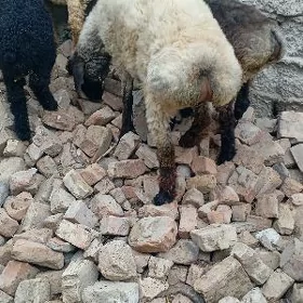 Gurbanlyk bakylan goç biçilen