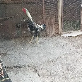 хораз