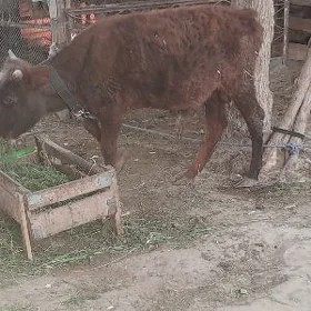 öküz
