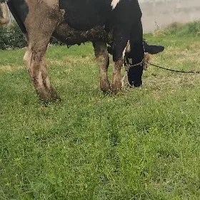 gibrit tüwe