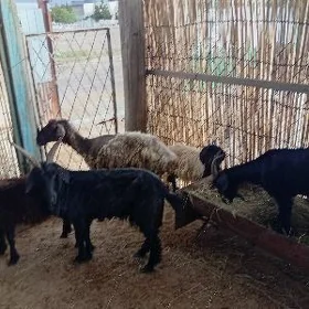 goýun.geci.berre.çeviş5.