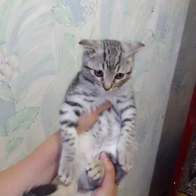 Котенок вислоухие