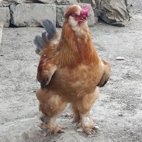 брама brama horoz