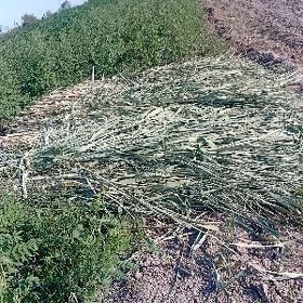 Gamyş
