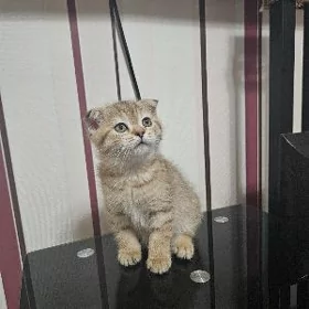 щотландский