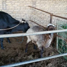 TOHUM IŞŞEK GOÇ.