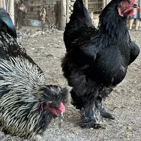 Gara brahma tovuklar