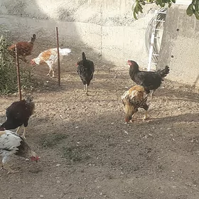 Horazlar