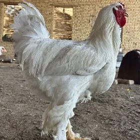 Ak brahma towuklar