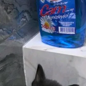 котенок