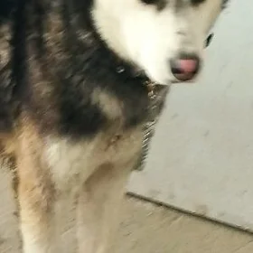 haski