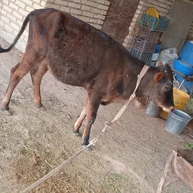 gulajyn göle