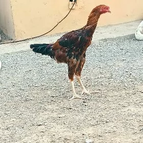 taśkent