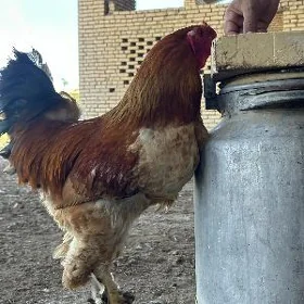 Brama polewaya