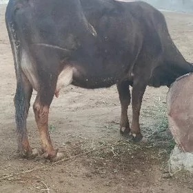 Sygyr Göleli