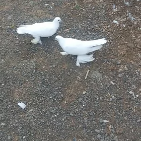 kepderi