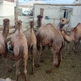 ogşuk