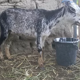 geci