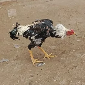 horaz