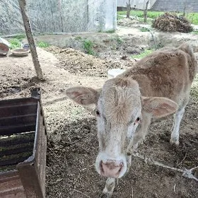 ökuz