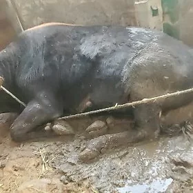 okuz 2 ýaş