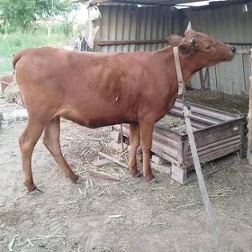 Gulajyn