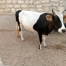 sygyr