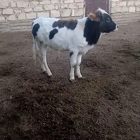 Okvzler