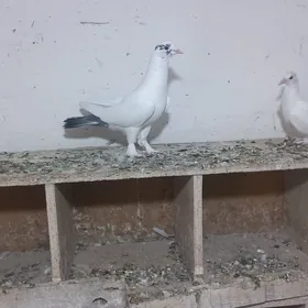 kepderi