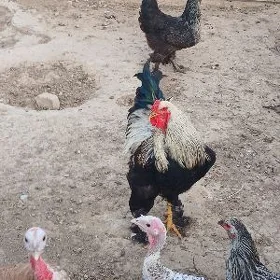 parado horaz