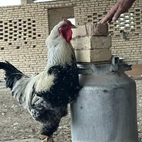 Brama towuklar брама