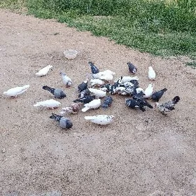 kepderi