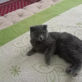 Шотландский пародистая кошечка