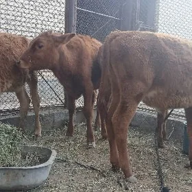 Göle