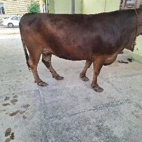 sygyr