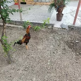 Ташкент хороз