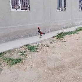 BAÝSOW