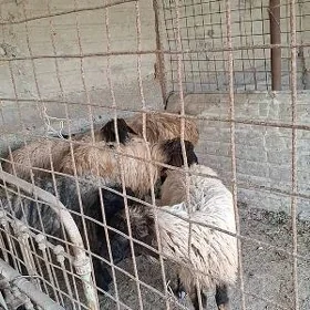 Turkmen goyunlar