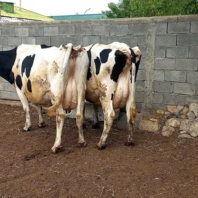 Ala sygyr.