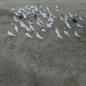 kepderi
