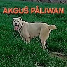 Alabay