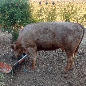 лимузин швет унажынлар