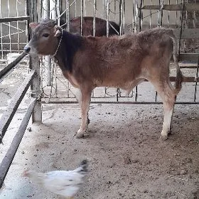 şwes öküz