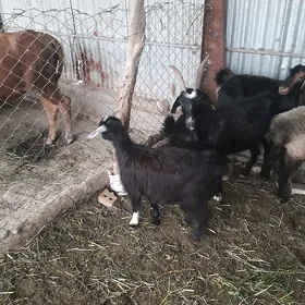 çewiş geçi