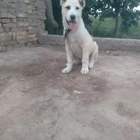 gujuk