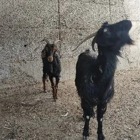 Owlakly Geçi