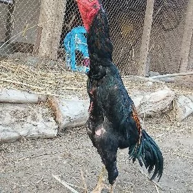 Dakam horaz
