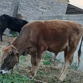 1 ýaşan ökuz