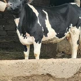 bogaz sygyr