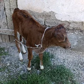 göle tuwe